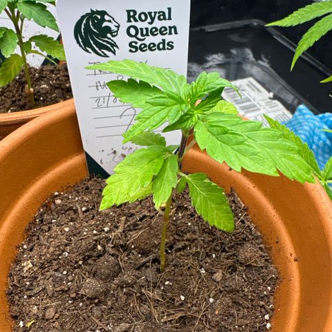Tropical Mirage #2 growlog timeline photo