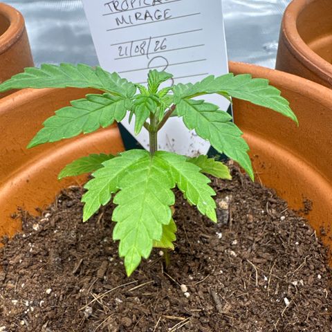 Tropical Mirage #3 growlog timeline photo