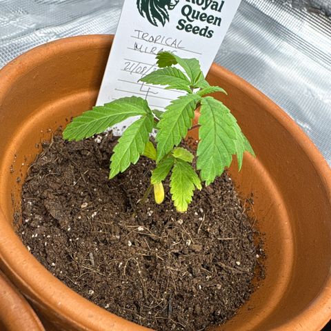 Tropical Mirage #4 growlog timeline photo