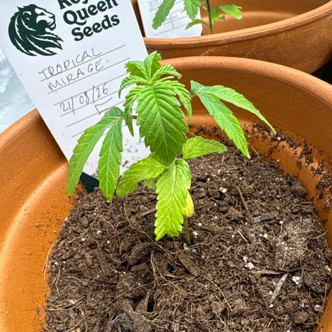 Tropical Mirage #5 growlog timeline photo