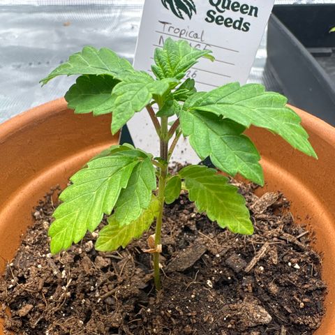 Tropical Mirage #1 growlog timeline photo