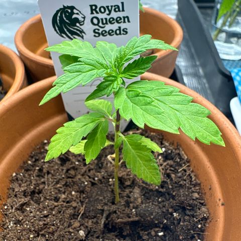 Tropical Mirage #2 growlog timeline photo