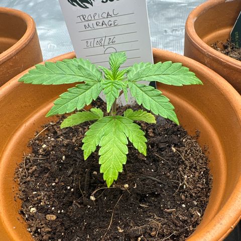 Tropical Mirage #3 growlog timeline photo