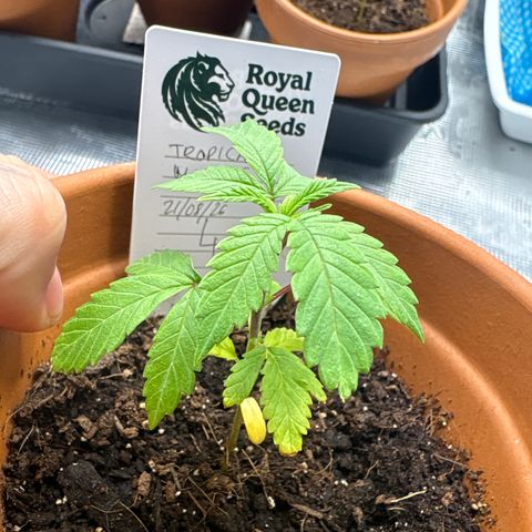 Tropical Mirage #4 growlog timeline photo