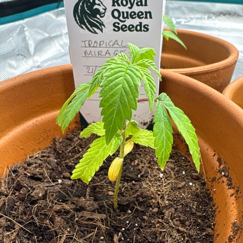 Tropical Mirage #5 growlog photo: Progressively drooping each day, not sure why. Furthest away from 6inch fan so moved towards it 