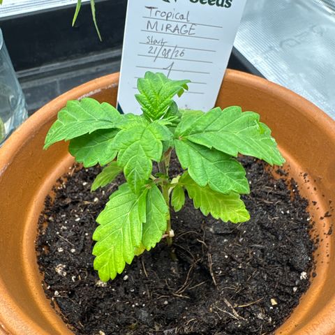 Tropical Mirage #1 growlog timeline photo