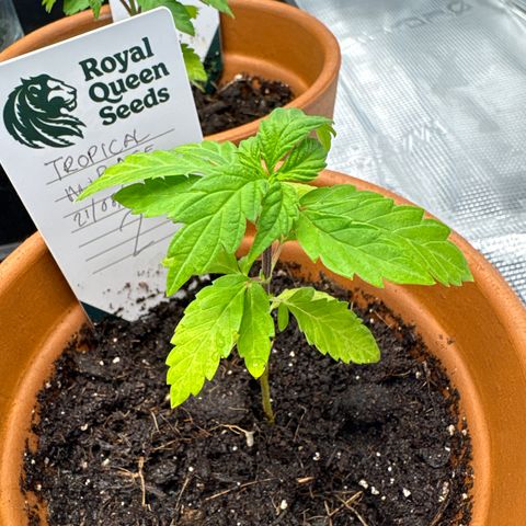 Tropical Mirage #2 growlog timeline photo