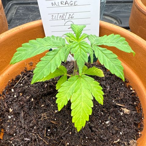 Tropical Mirage #3 growlog timeline photo