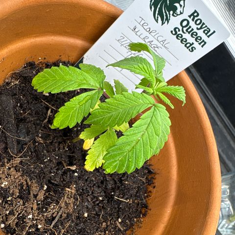 Tropical Mirage #4 growlog timeline photo