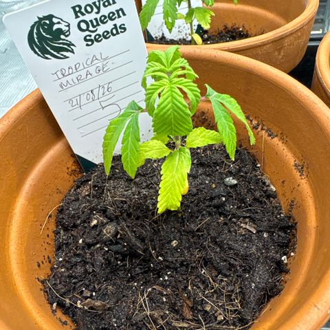 Tropical Mirage #5 growlog timeline photo