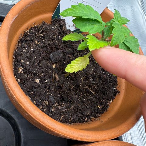 Tropical Mirage #1 growlog timeline photo