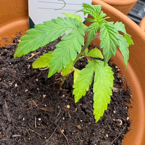 Tropical Mirage #3 growlog photo: Not sure why everyone’s going yellow down low 