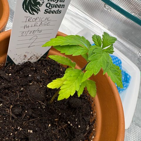 Tropical Mirage #2 growlog timeline photo