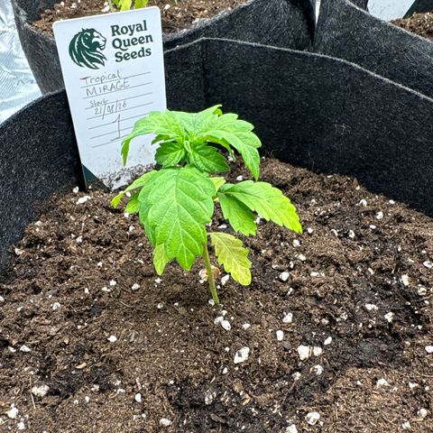 Tropical Mirage #1 growlog timeline photo