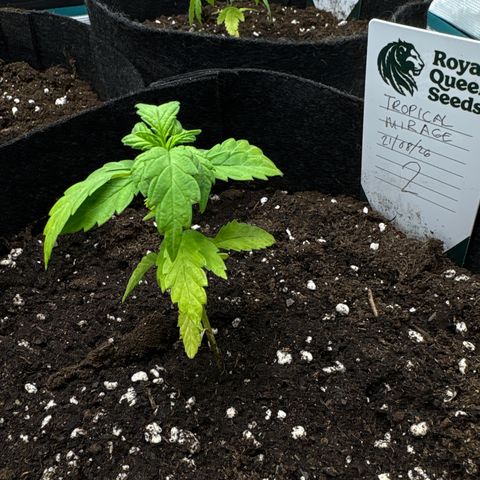 Tropical Mirage #2 growlog timeline photo