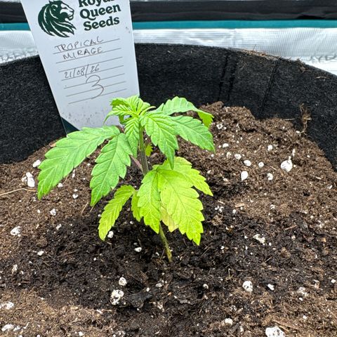 Tropical Mirage #3 growlog timeline photo
