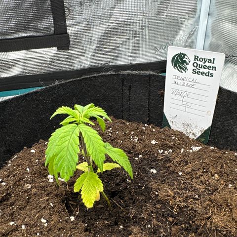 Tropical Mirage #4 growlog timeline photo