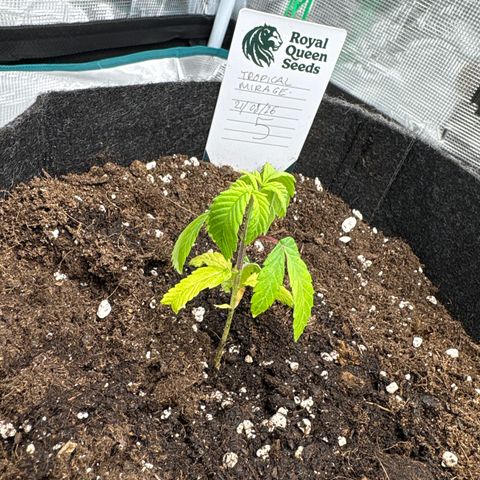 Tropical Mirage #5 growlog timeline photo