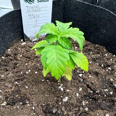 Tropical Mirage #1 growlog timeline photo