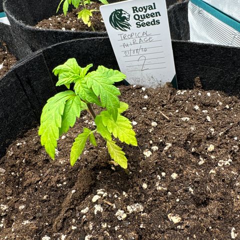 Tropical Mirage #2 growlog timeline photo
