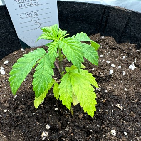 Tropical Mirage #3 growlog timeline photo