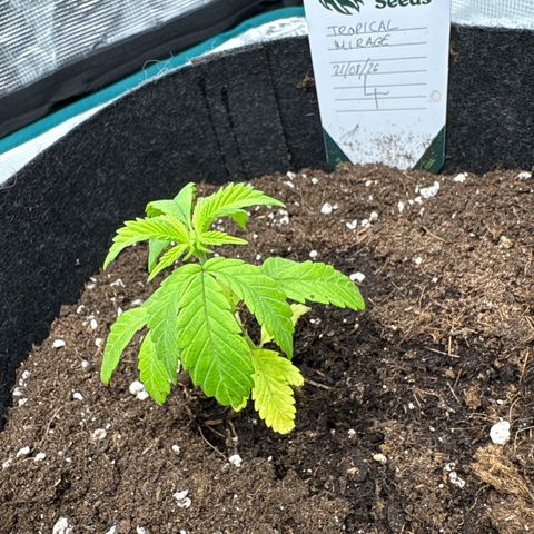 Tropical Mirage #4 growlog timeline photo