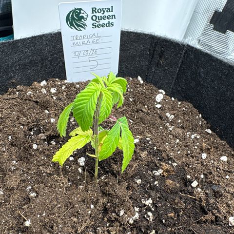 Tropical Mirage #5 growlog timeline photo