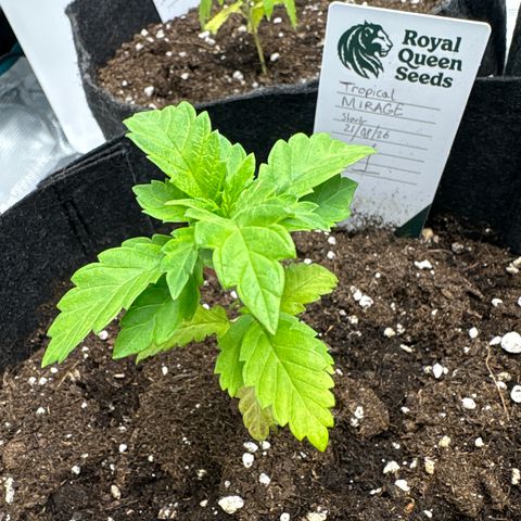Tropical Mirage #1 growlog photo: Back on track!!!