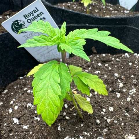 Tropical Mirage #2 growlog timeline photo