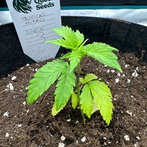 Tropical Mirage #3 growlog timeline photo
