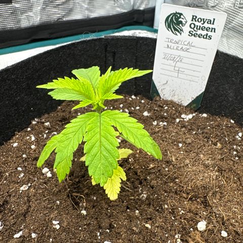 Tropical Mirage #4 growlog photo: Praying ! She’s recovered so well