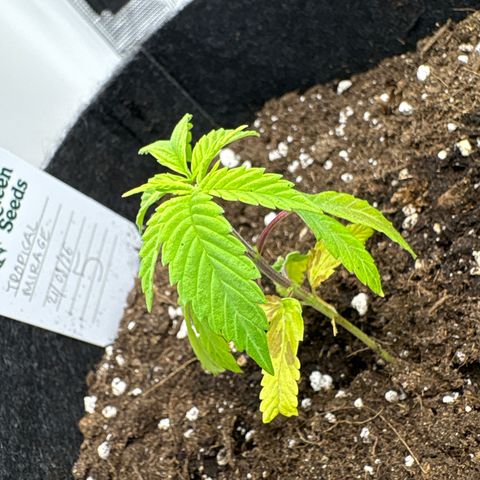 Tropical Mirage #5 growlog photo: New growth looks better at least 