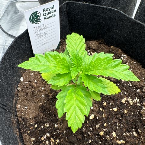 Tropical Mirage #1 growlog timeline photo