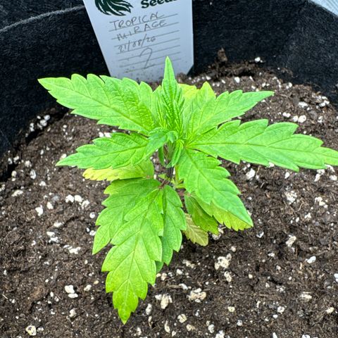 Tropical Mirage #2 growlog timeline photo