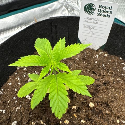 Tropical Mirage #4 growlog timeline photo