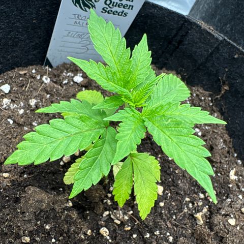 Tropical Mirage #3 growlog timeline photo