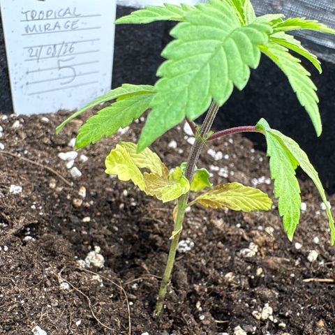 Tropical Mirage #5 growlog timeline photo
