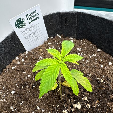 Tropical Mirage #5 growlog timeline photo