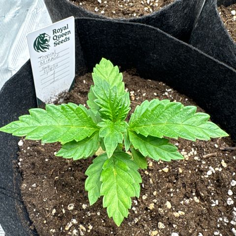 Tropical Mirage #1 growlog timeline photo