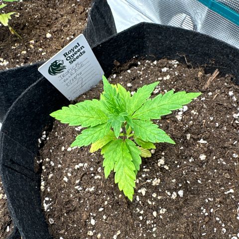 Tropical Mirage #2 growlog timeline photo