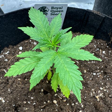 Tropical Mirage #3 growlog timeline photo