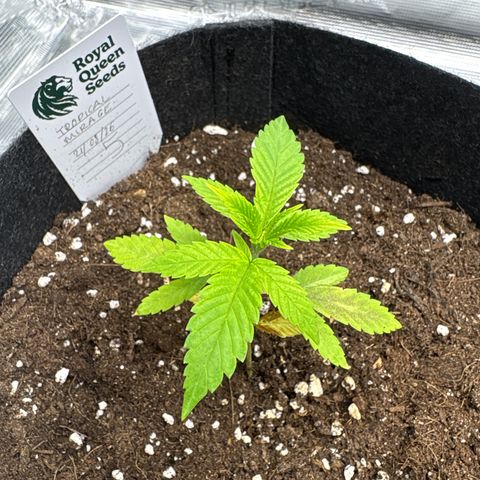 Tropical Mirage #5 growlog timeline photo