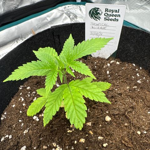 Tropical Mirage #4 growlog timeline photo