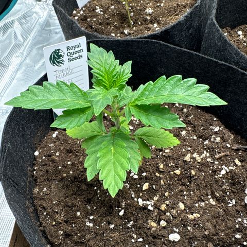 Tropical Mirage #1 growlog timeline photo