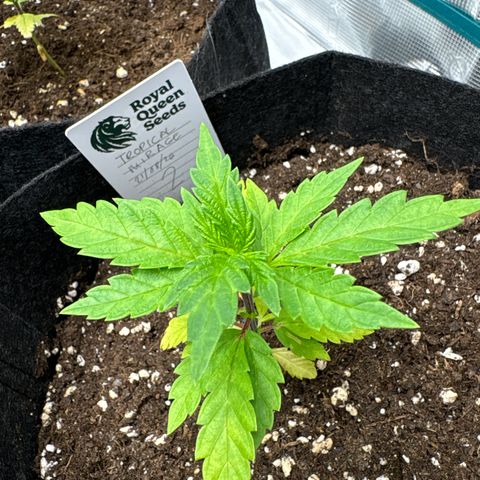 Tropical Mirage #2 growlog timeline photo