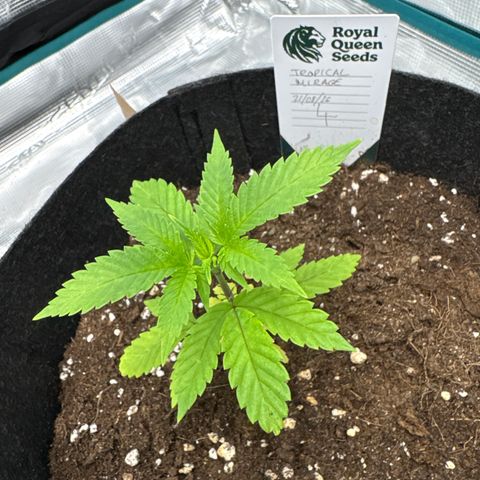 Tropical Mirage #4 growlog timeline photo