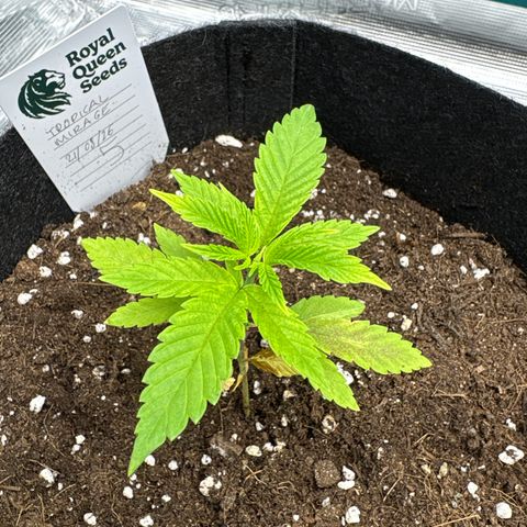 Tropical Mirage #5 growlog timeline photo