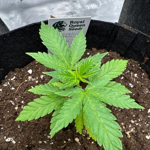 Tropical Mirage #3 growlog timeline photo