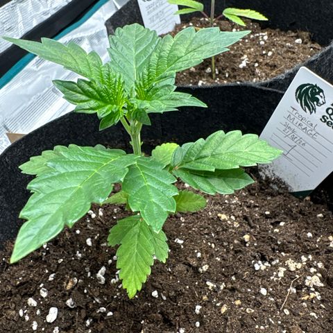 Tropical Mirage #1 growlog timeline photo