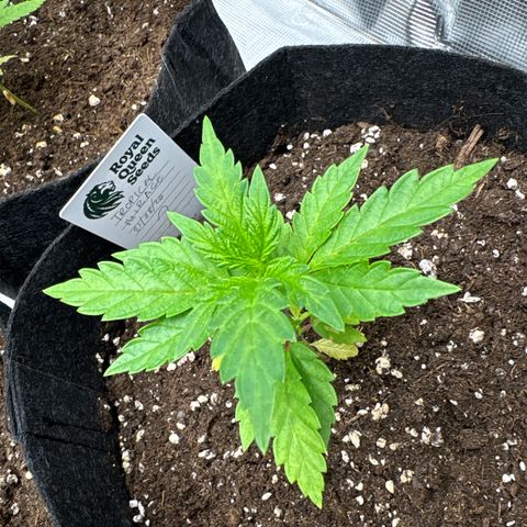 Tropical Mirage #2 growlog timeline photo